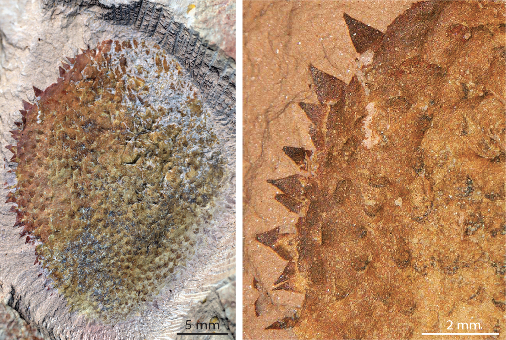 Half a billion-year-old spiny slug reveals the origins of molluscs