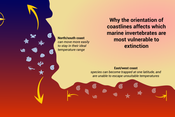 Map of a coastline showing that species can adapt when they can migrate north or south, but not when they are trapped on an East-West orientated coast.