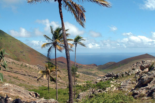 Photograph of palm trees and volcanic hills on Ascension Island
