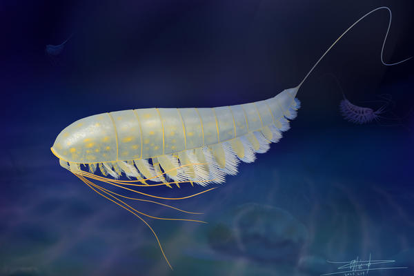 Reconstruction of Lomankus edgecombei Artist's reconstruction of Lomankus edgecombei, which looks like a ocean millipede with feathered legs and long antennae-like features.