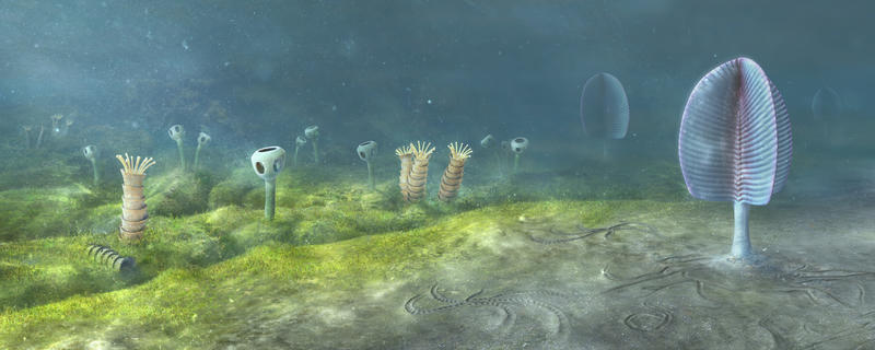 Ediacaran sea floor, Namibia, Southwest Africa 543 million years ago. Illustration by Mighty Fossils.