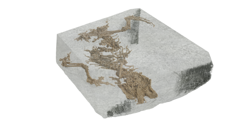 Bellairsia Fossil Digital image of the fossil of Bellairsia gracilis inside the rock, as revealed using microCT scan data. Digital render by Matthew Humpage/NorthernRogue.