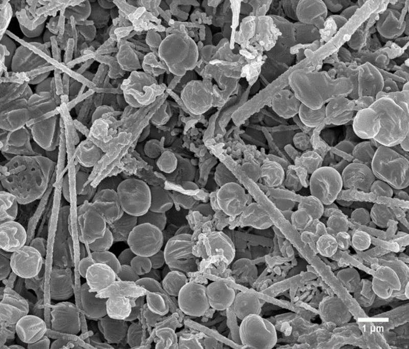 Microscope image of a biomorphic structures made of sulfur and carbon