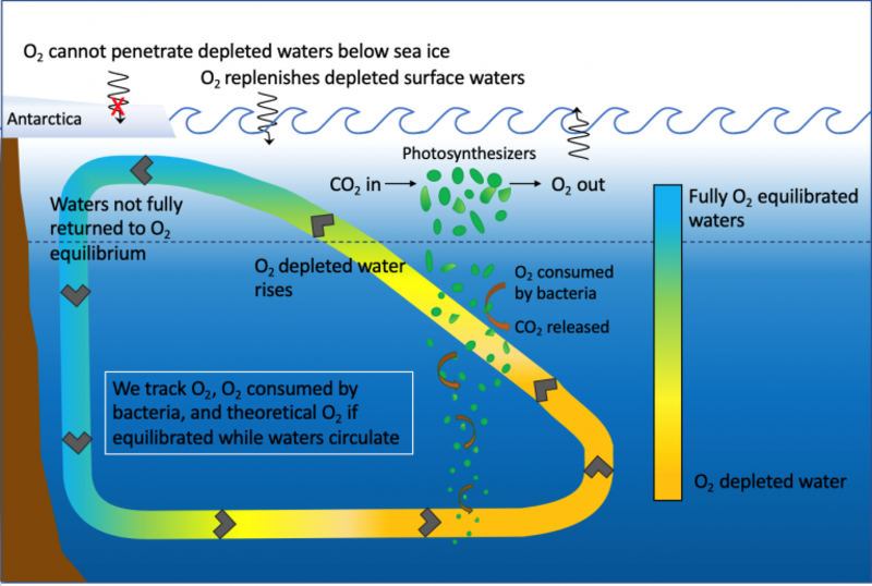 The major processes that affect oxygen depletion and equilibration in the ocean