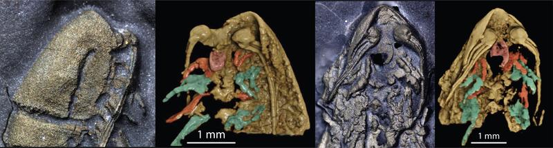 Head features of Lomankus edgecombei CT scans of the head features on the Lomankus edgecombei fossil