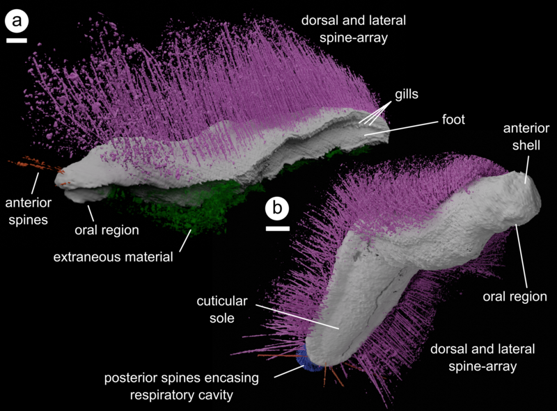 Punk and emo fossil 3D images with labels