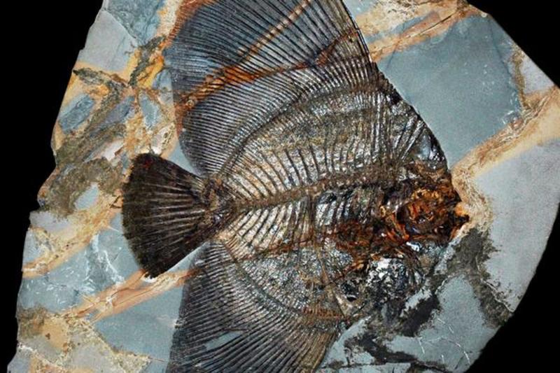 Photograph of a large fossilised fish
