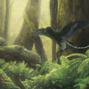 Cretaceous Bird Artist's Impression Artists interpretation of the Cretaceous bird Jeholornis pooping out seeds from fruit