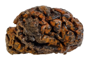 Image of a preserved brain The 1000-year-old brain of an individual excavated from the c. 10th Century churchyard of Sint-Maartenskerk (Ypres, Belgium). The folds of the tissue, which are still soft and wet, are stained orange with iron oxides.