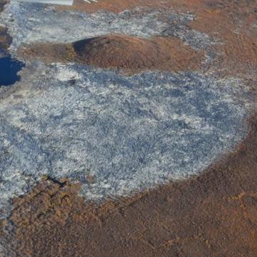Aerial image showing brown woody debris in the foreground and white ice in the background.