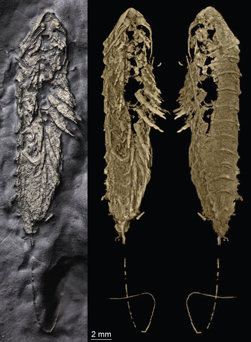 Golden arthropod fossil Photograph of golden bug fossil preserved in fools gold