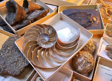 Collection of different fossil invertebrates in a tray