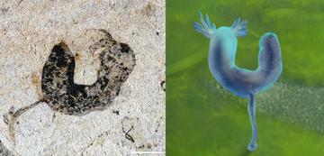 Deuterostome cambroernid fossil from the Jiangchuan Biota, with an artist's impression of the u-shaped species attached to the seafloor