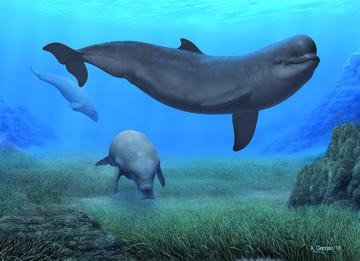 Early Pliocene Scenario Marine Mammals Artist's reconstruction of Early Pliocene Scenario Marine Mammals