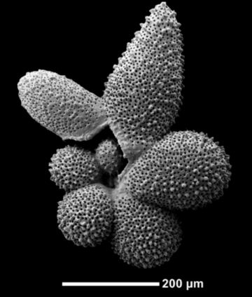 Globigerinella Adamsi SEM A photo of Globigerinella Adamsi planktonic foraminfera taken using a scanning electron microscope.
