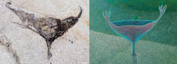 Haootia-like fossil from the Jiangchuan Biota next to an artists impression of the species, which is a elongated cup shape with tentacles at opposite ends, rooted into the seafloor