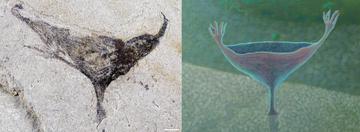 Haootia-like fossil from the Jiangchuan Biota next to an artists impression of the species, which is a elongated cup shape with tentacles at opposite ends, rooted into the seafloor