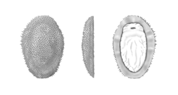 Shishania Reconstruction Artist’s reconstruction of Shishania aculeata as it would have appeared in life as viewed from the top, side and bottom (left to right). Reconstruction by M. Cawthorne.
