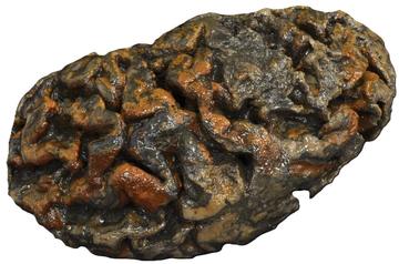 Blackberry Hill Hospital Brain Left cerebral hemisphere of the brain of an adult male buried at the site of the former Blackberry Hill Hospital