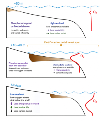 Schematic to show the findings of the study