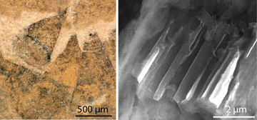 Sclerite Conical spines that cover the body of Shishania aculeata (left). Electron microscope image of a conical spine showing the microscopic channels preserved inside (right). Credit: G Zhang/L Parry.