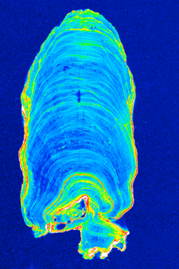 Speleothem flourescence speleothem_flourescence