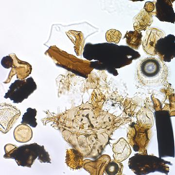 Microscope slide showing masses of fern spores, plant remains and some charcoal 