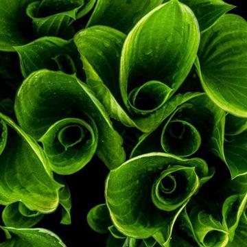 Green leaves Close up photograph of some green leaves