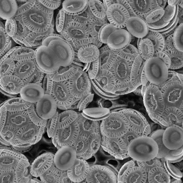 Coccolithophores