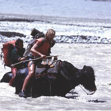 Professor Searle on a yak, crossing the North Braldu river in the Karakoram