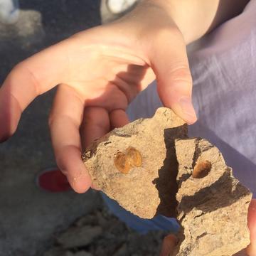 Bicalve cast_Agios Myron Photograph of a scientists holding a cast of the bivalve Agios Myron