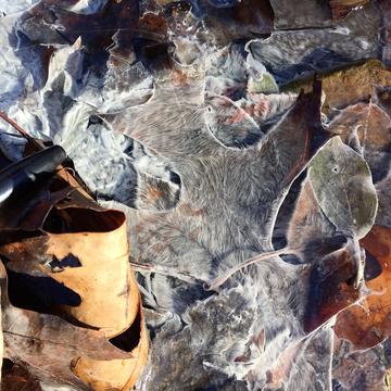 Leaves covered by biofilms of sulfur-biomineralising bacteria