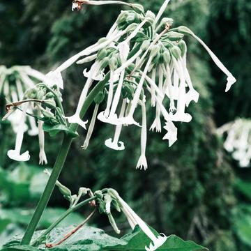 Nicotiana Sylvestris
